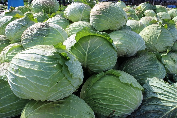 Hokkaido delicacies - daikyu cabbage 