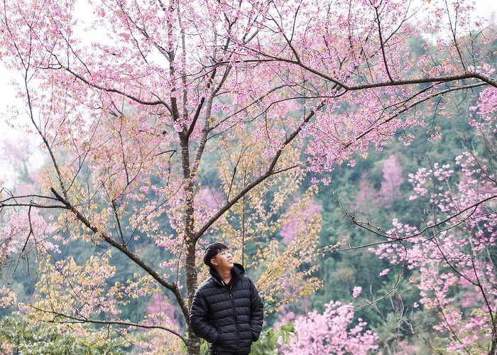 Cherry blossom season Mu Cang Chai-ban-chu