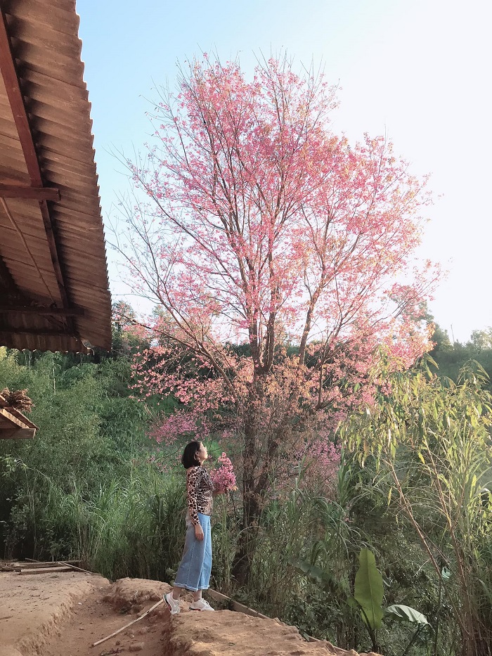Cherry blossom season Mu Cang Chai-lequyentran-1