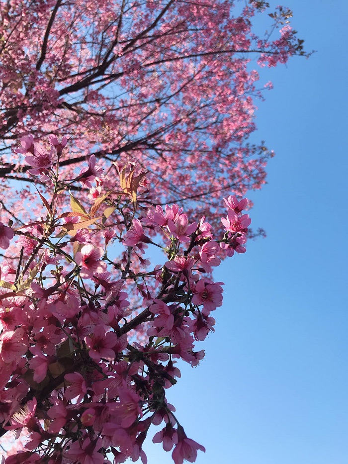 Cherry blossom season Mu Cang Chai-lequyentran-2