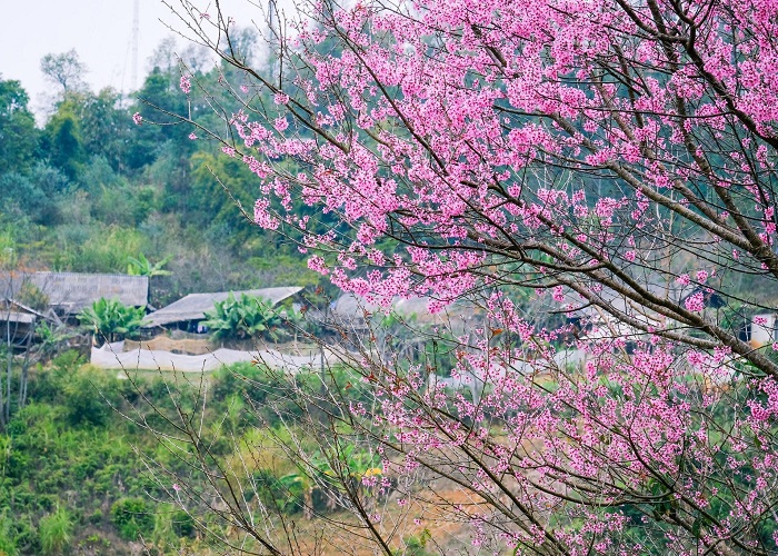 Cherry blossom season Mu Cang Chai-tuoitreyenbai-1