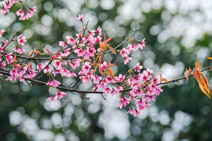 mùa hoa đào Mù Cang Chải-tuoitreyenbai-1