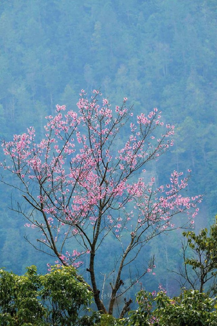 Cherry blossom season Mu Cang Chai-lequyentran-2