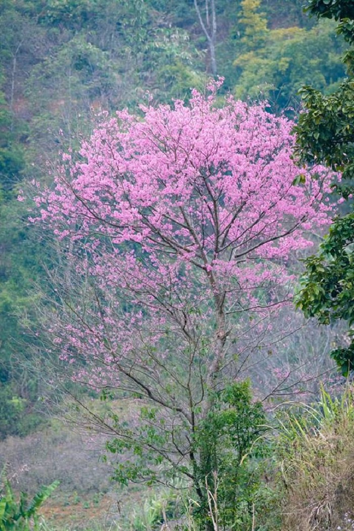 Cherry blossom season Mu Cang Chai tuoitreyenbai