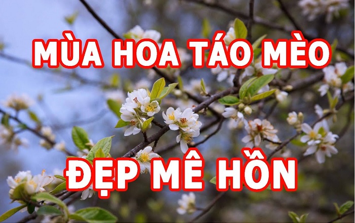 mùa hoa Sơn tra Yên Bái - hoa táo mèo đẹp mê hồn