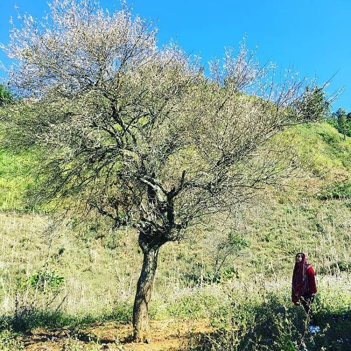 mùa hoa Sơn tra Yên Bái - check in mùa hoa