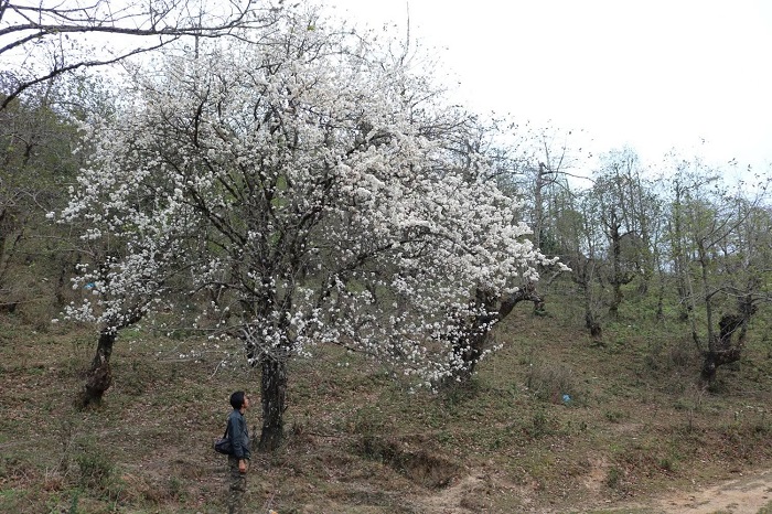 mùa hoa Sơn tra Yên Bái - ngắm hoa Khâu Vai