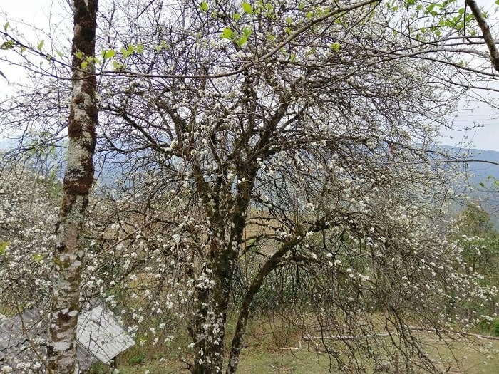 mùa hoa Sơn tra Yên Bái trên núi ngày xuân