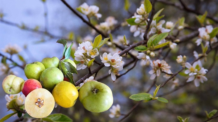 mùa hoa Sơn tra Yên Bái - hoa táo mèo