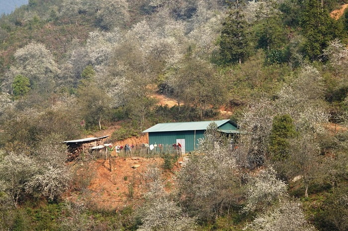 mùa hoa Sơn tra Yên Bái bên hiên nhà