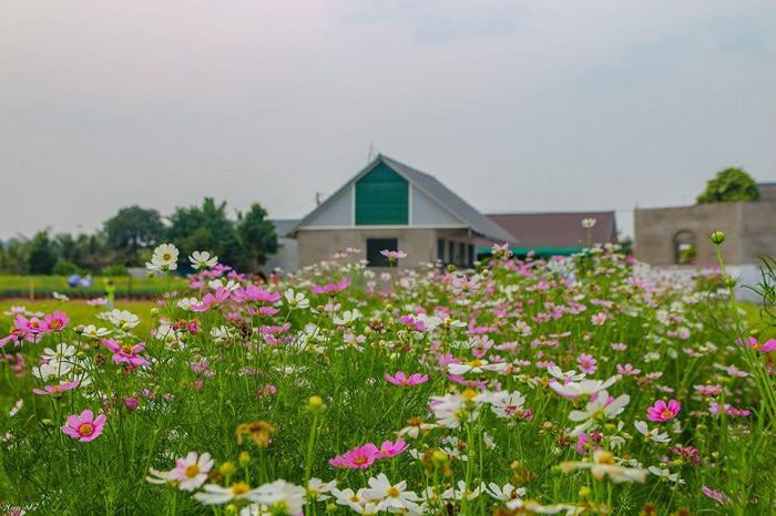 Beautiful flower gardens in An Giang - Spring comes 