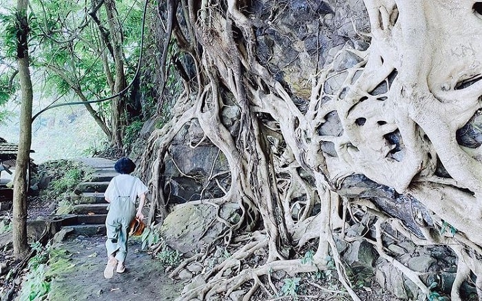 rễ cây chằng chịt - điểm nổi bật của cây si cổ thụ ở Đắk Lắk