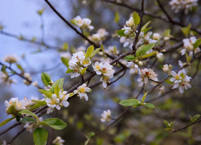 mùa hoa Sơn tra Yên Bái - đẹp thuần khiết