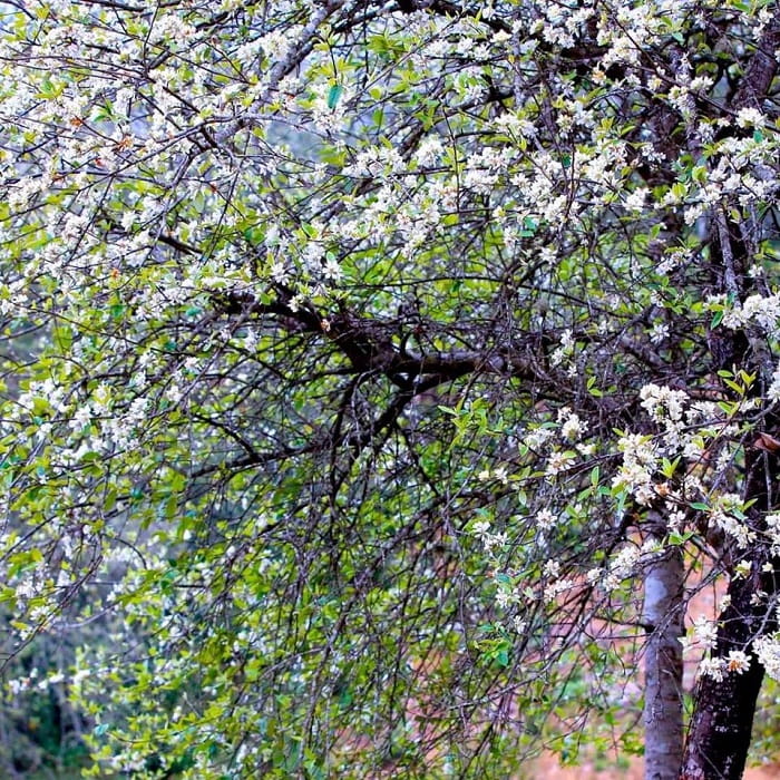 mùa hoa Sơn tra Yên Bái - khi xuân sang