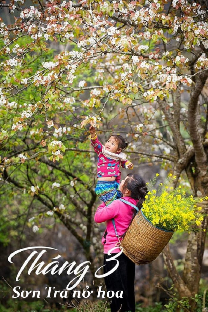 mùa hoa Sơn tra Yên Bái - thời điểm ngắm