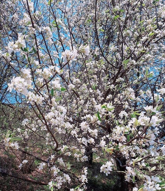 mùa hoa Sơn tra Yên Bái trắng tinh khôi