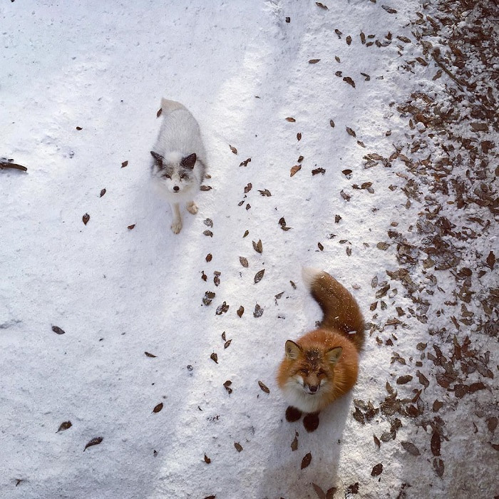 Zao Fox Village - Visit the winter foxes