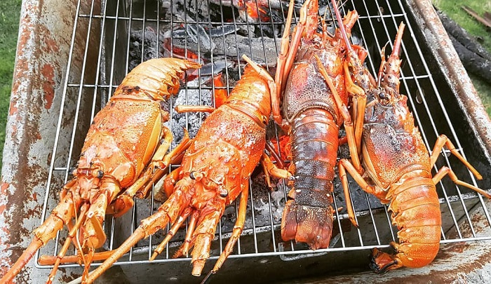 Con Dao fire lobster - how to choose fresh and delicious