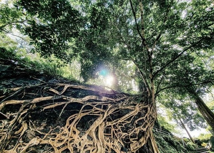 tán cây xòe rộng - điểm thú vị của cây si cổ thụ ở Đắk Lắk