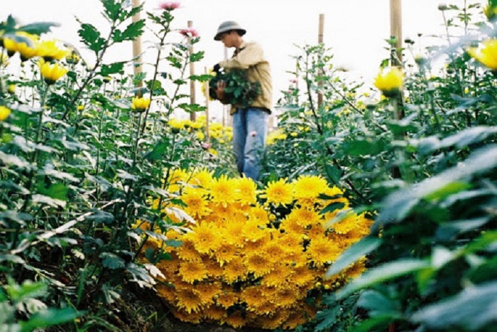 Charming daisies - the traditional flower of Ha Lung Flower Village 