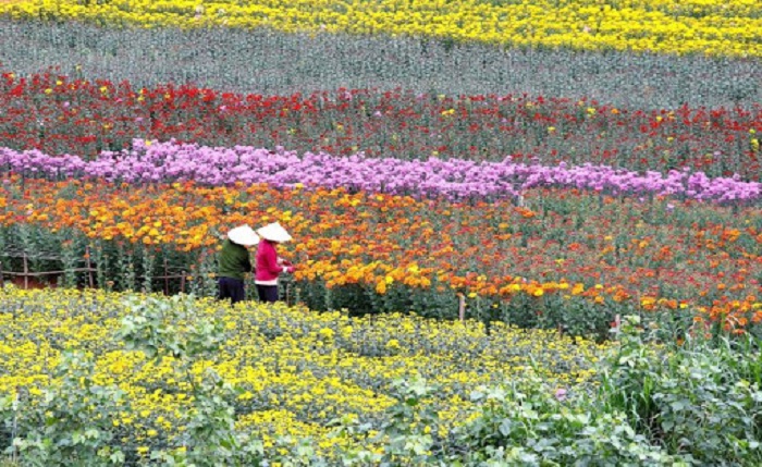 colorful - the highlight of Ha Lung Flower Village 