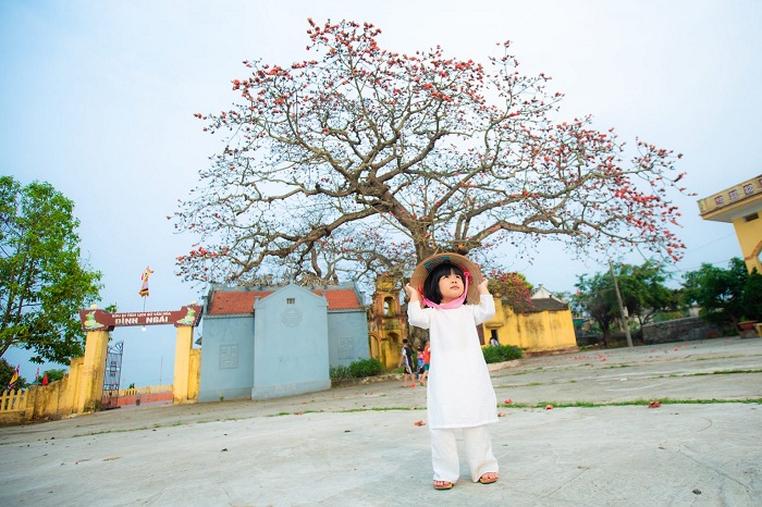 Thái Bình có 2 cây trăm tuổi nổi tiếng ở Việt Nam