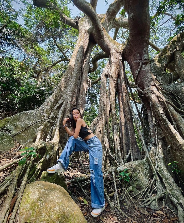 Cây đa Sơn Trà là cây trăm tuổi nổi tiếng ở Việt Nam