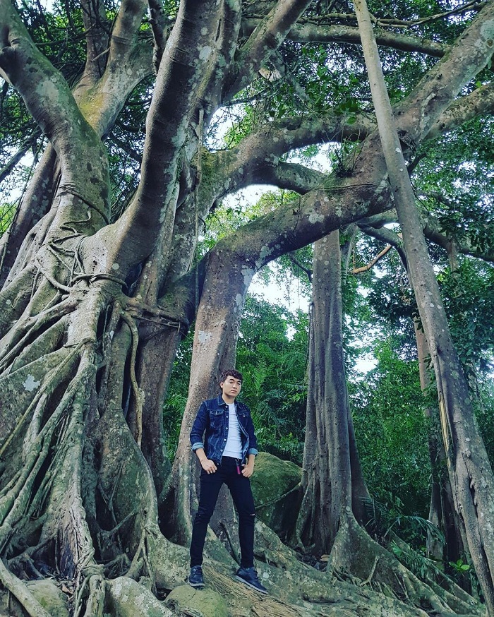 Cây đa Sơn Trà là cây trăm tuổi nổi tiếng ở Việt Nam