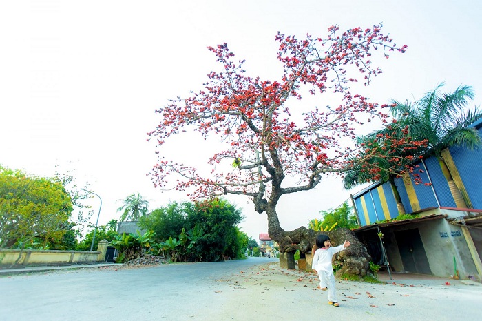 Thái Bình có 2 cây trăm tuổi nổi tiếng ở Việt Nam