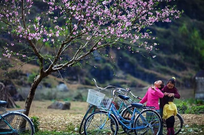 Ha Giang is a beautiful place to see cherry apricots in Vietnam
