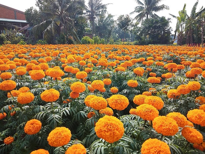 Cái Mơn là làng hoa Tết ở Việt Nam nổi tiếng