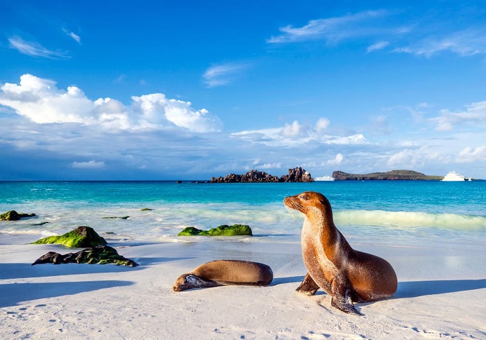 Đảo Santa Fe du lịch quần đảo Galapagos
