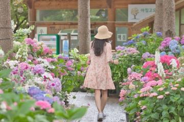 Đến thăm vườn hoa Morning Calm Hàn Quốc mà cứ ngỡ ‘Alice lạc vào xứ sở thần tiên’