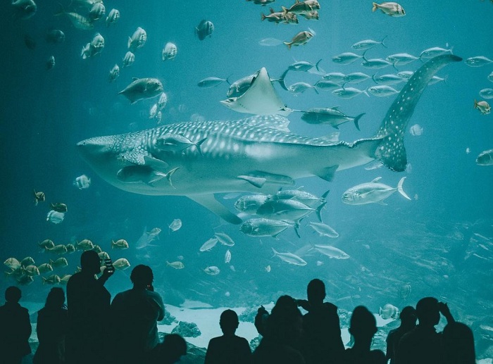 Georgia Aquarium là một trong những thủy cung lớn nhất thế giới