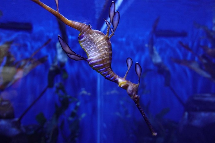 Georgia Aquarium là một trong những thủy cung lớn nhất thế giới