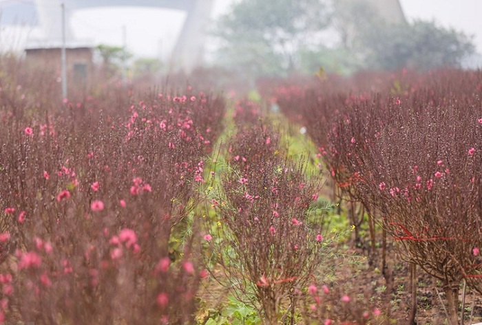 Phú Thượng là vườn hoa đào ở Hà Nội rất nổi tiếng