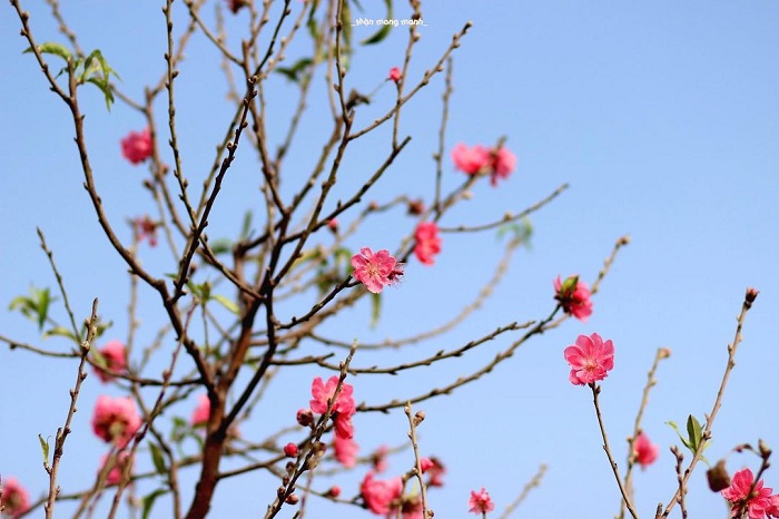 Nhật Tân là vườn hoa đào ở Hà Nội rất nổi tiếng