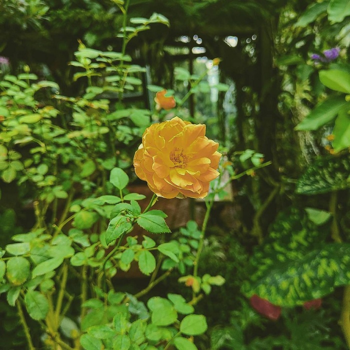 Vũ Garden là một trong những vườn hoa hồng đẹp nhất Việt Nam