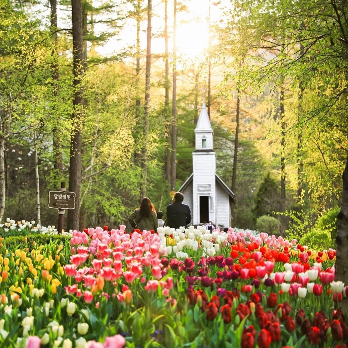 Vẻ đẹp của vườn hoa Morning Calm Hàn Quốc