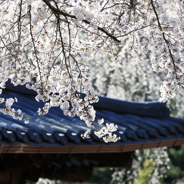 Kinh nghiệm khám phá vườn hoa Morning Calm Hàn Quốc