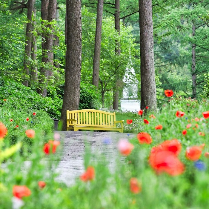 Vẻ đẹp của vườn hoa Morning Calm Hàn Quốc  