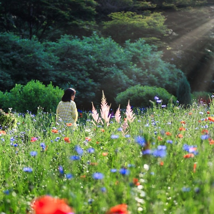 Vẻ đẹp của vườn hoa Morning Calm Hàn Quốc  