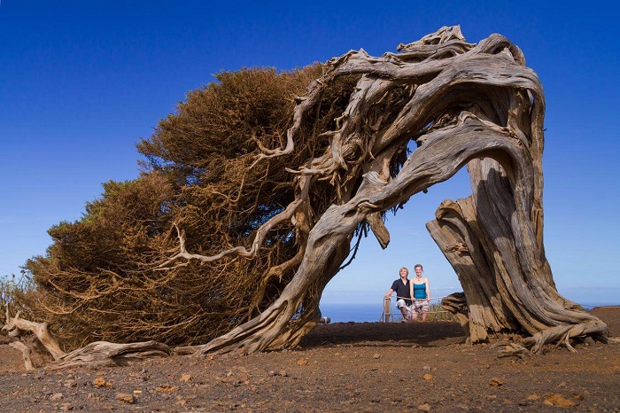 Các loài thực vật có thể tìm thấy trên những con đường đi bộ quanh Quần đảo El Hierro