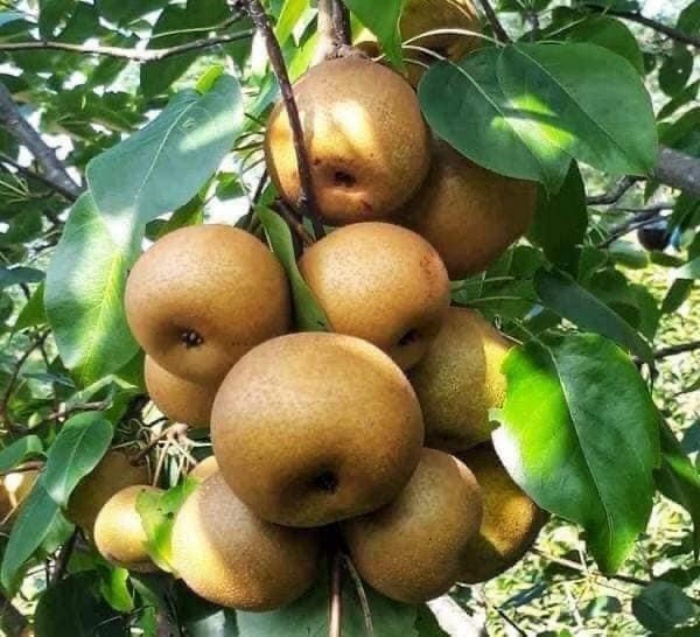 Traveling to Hong Thai 2 days eating pears