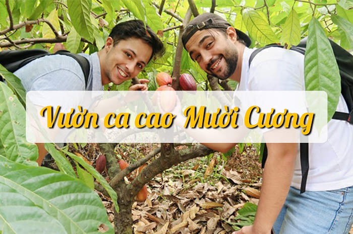 What's fun in Can Tho - visit Muong Cuong cocoa farm