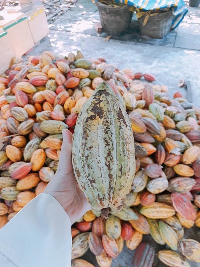 What's fun in Can Tho - Muoi Cuong cocoa farm