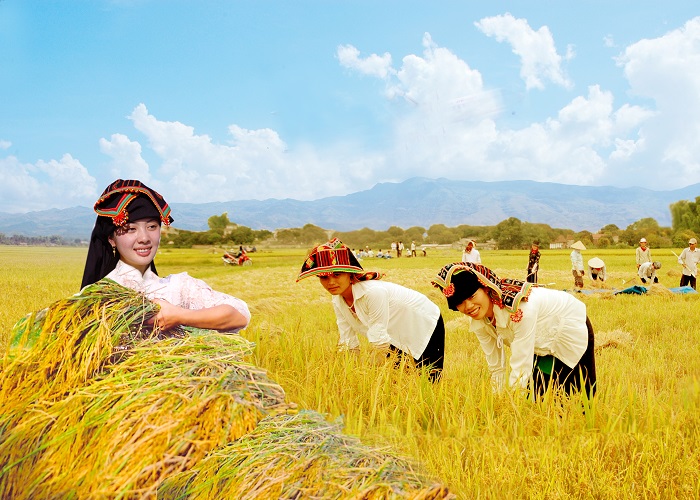 Phụ nữ Thái gặt lúa trên cánh đồng Mường Thanh 