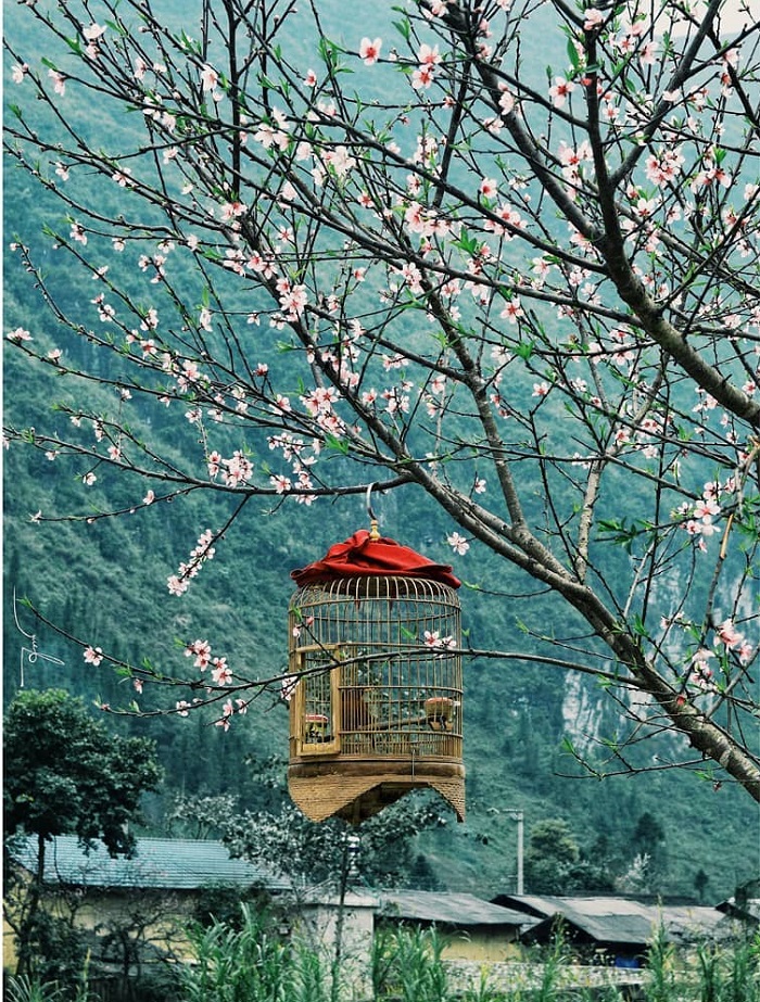 Đây là địa điểm ngắm hoa đào ở Hà Giang nhiều người yêu thích