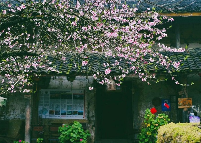 Lô Lô Chải là địa điểm ngắm hoa đào ở Hà Giang nổi tiếng