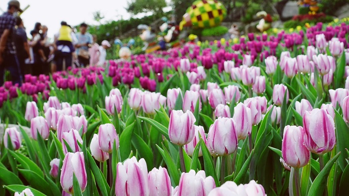 Địa điểm ngắm hoa tulip ở Việt Nam này có đủ sắc hoa tulip tuyệt đẹp